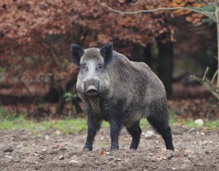 Afrikaanse varkenspest heeft mogelijk gevolgen voor Vlaanderen