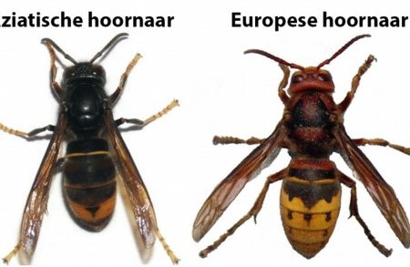 De Aziatische hoornaar: een gevaar voor de mens