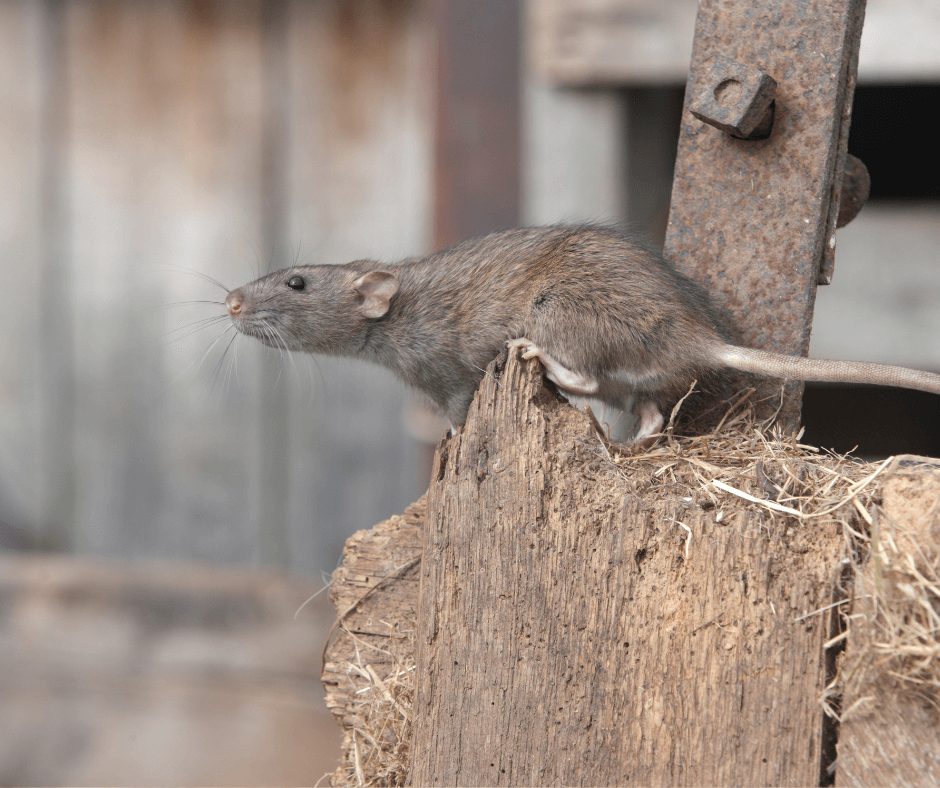 Bruine rat