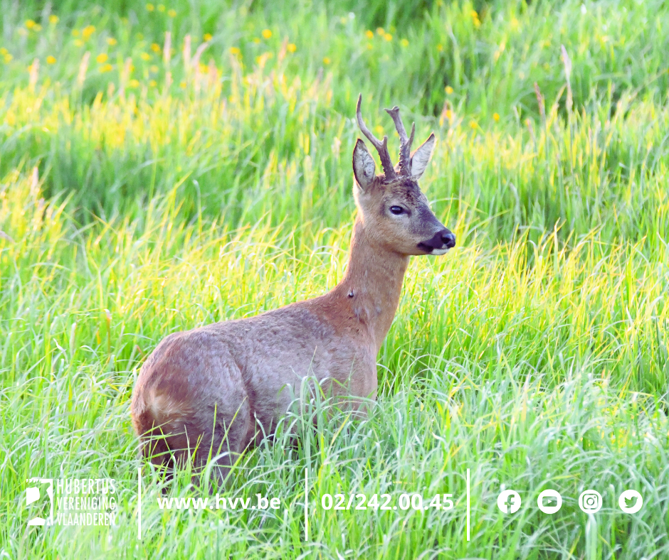 reebok tijdens bronsttijd